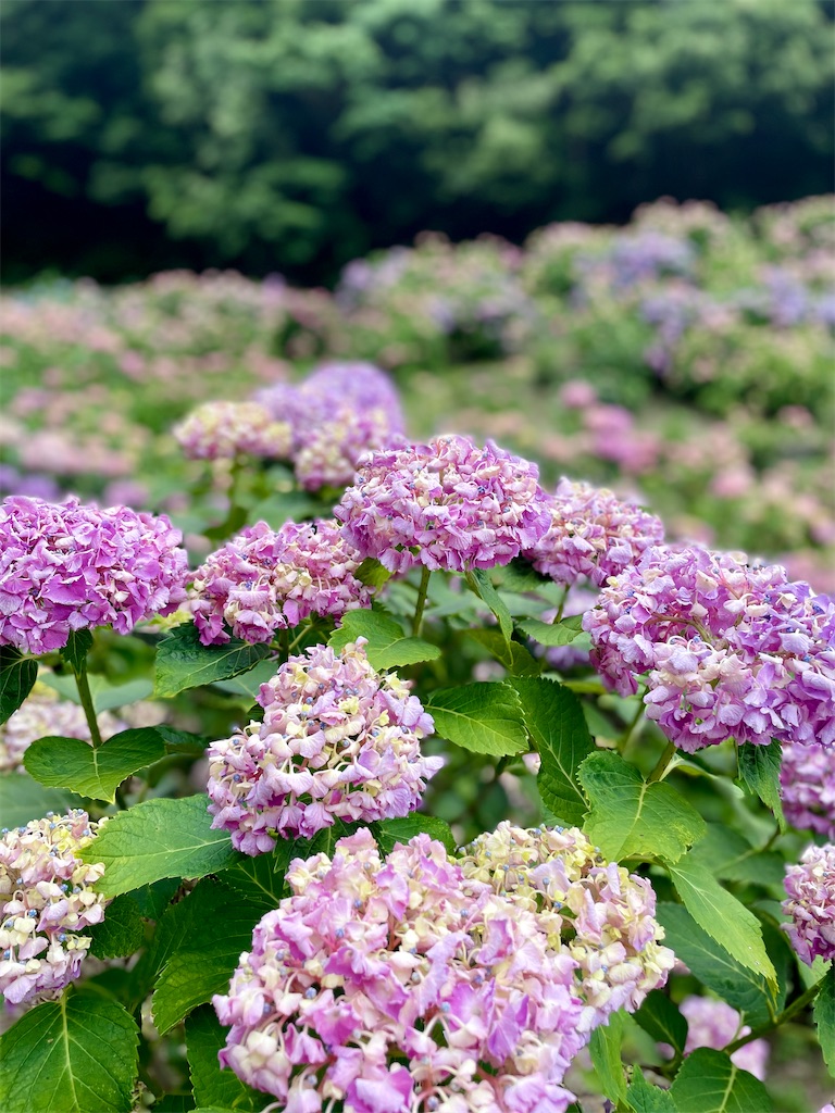 f:id:hisa69740:20230615211745j:image