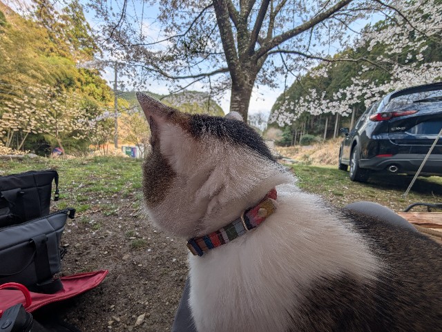 f:id:hisacamp:20250412161806j:image