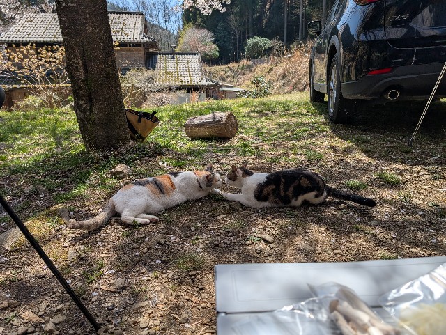 f:id:hisacamp:20250412162214j:image