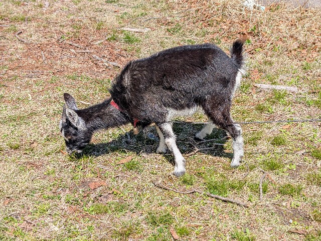 f:id:hisacamp:20250412163952j:image