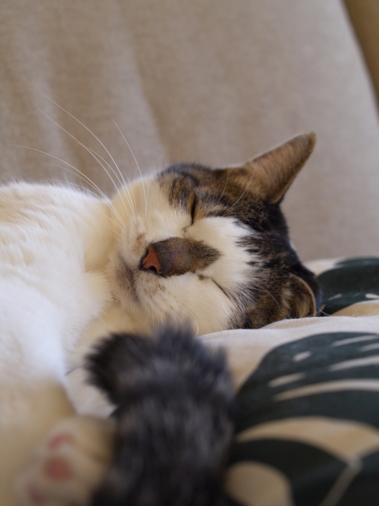 f:id:hisadoi:20090125161540j:image f:id:hisadoi:20090125161540j:image