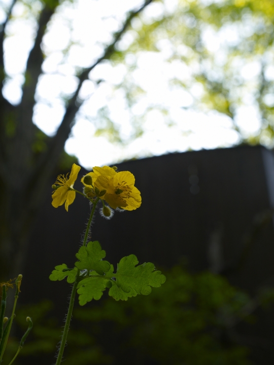 f:id:hisadoi:20090523173020j:image f:id:hisadoi:20090523173020j:image