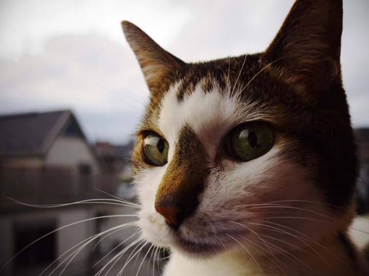 f:id:hisadoi:20090921172424j:image