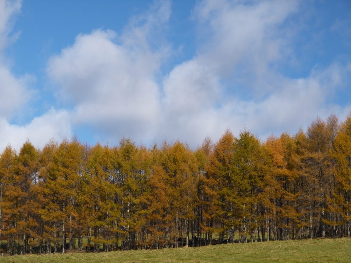 f:id:hisadoi:20091103085156j:image