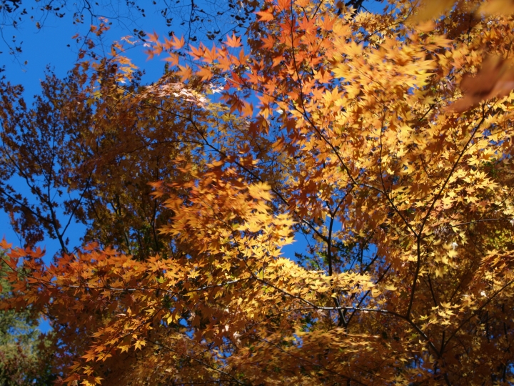 f:id:hisadoi:20091103104950j:image