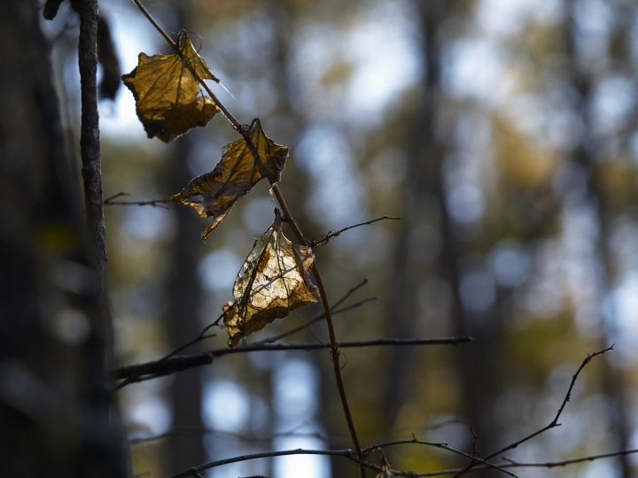 f:id:hisadoi:20091103105504j:image