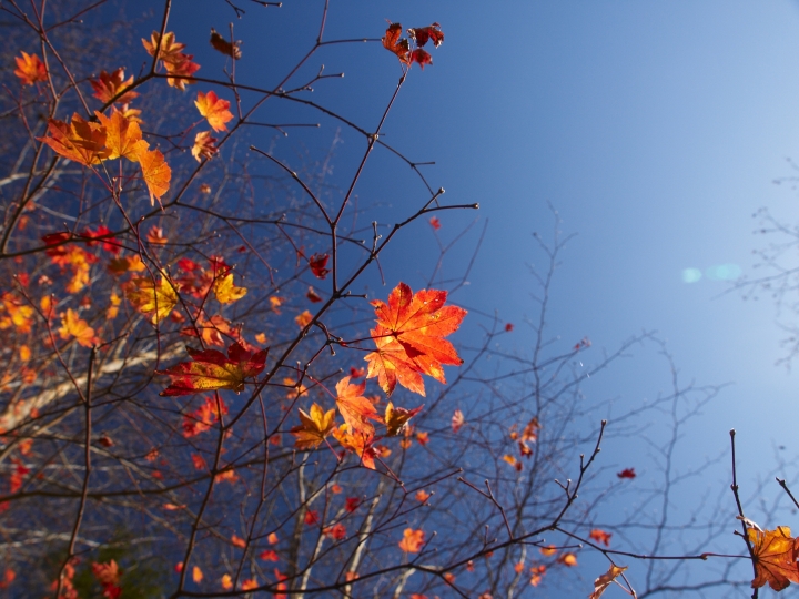 f:id:hisadoi:20091103123906j:image