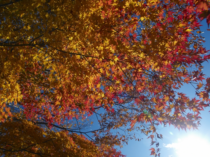 f:id:hisadoi:20091103132823j:image