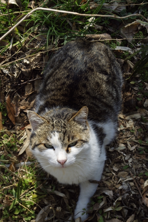 f:id:hisadoi:20100131130704j:image