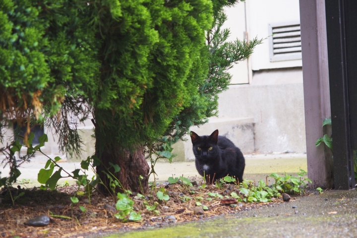 f:id:hisadoi:20100711161939j:image f:id:hisadoi:20100711161939j:image