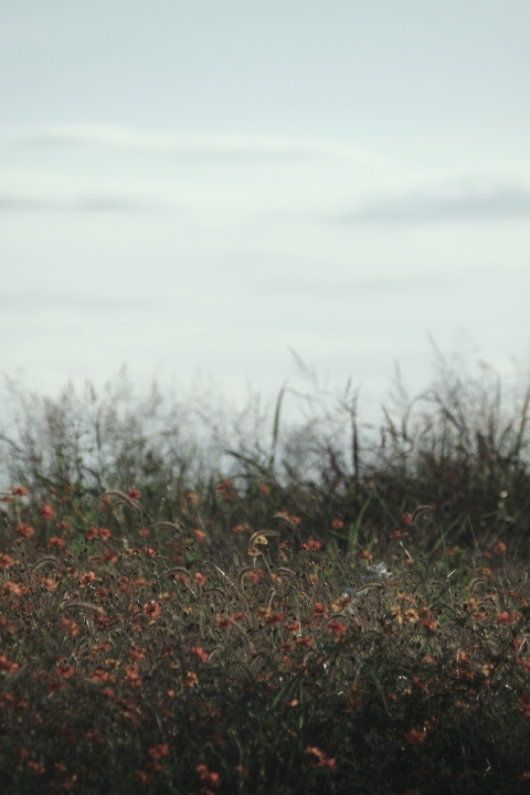 f:id:hisadoi:20101011160827j:image