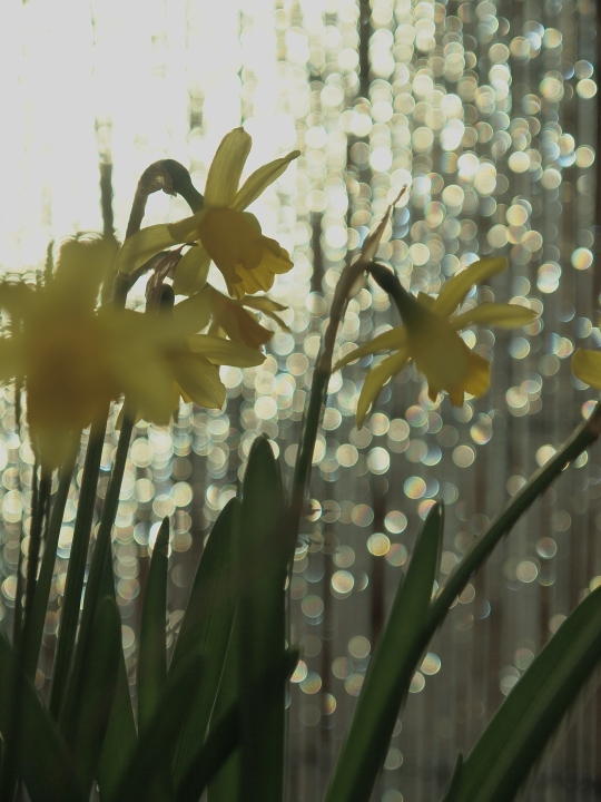 f:id:hisadoi:20110110161019j:image