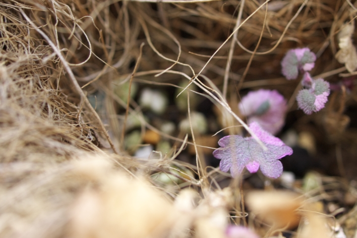 f:id:hisadoi:20110212124809j:image