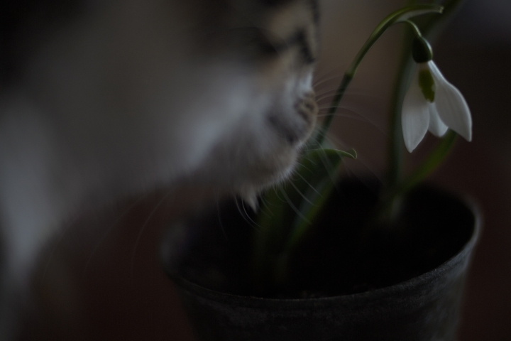 f:id:hisadoi:20120218092450j:image f:id:hisadoi:20120218092450j:image