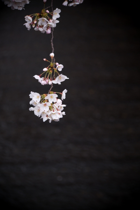 f:id:hisadoi:20120407133915j:image