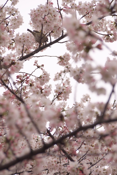 f:id:hisadoi:20120407133943j:image