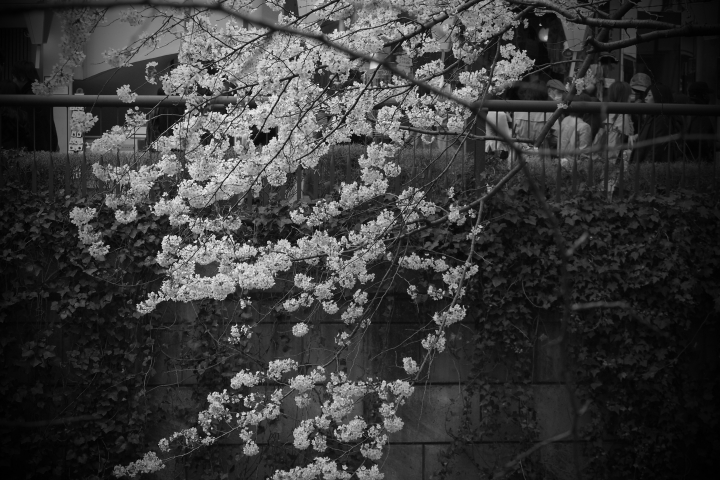 f:id:hisadoi:20120407134338j:image