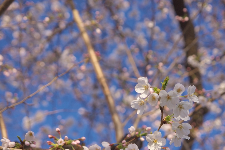 f:id:hisadoi:20120408065821j:image f:id:hisadoi:20120408065821j:image