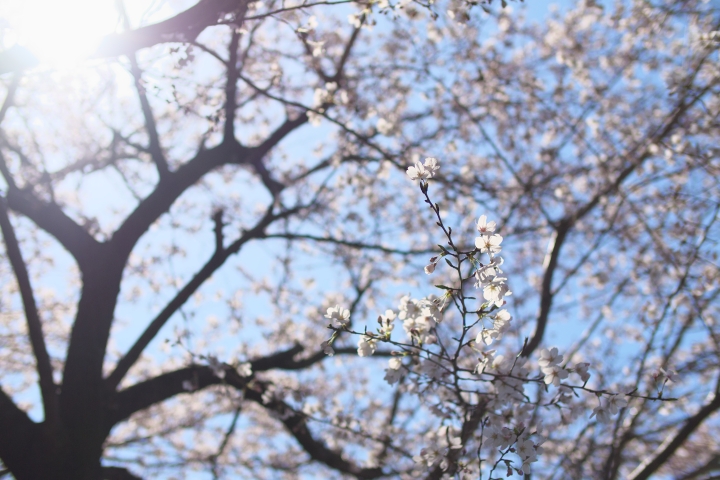 f:id:hisadoi:20120408131209j:image f:id:hisadoi:20120408131209j:image