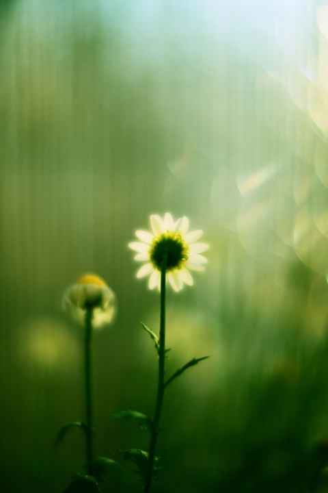 f:id:hisadoi:20120512175320j:image