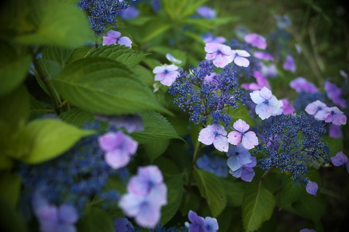 f:id:hisadoi:20120617123433j:image