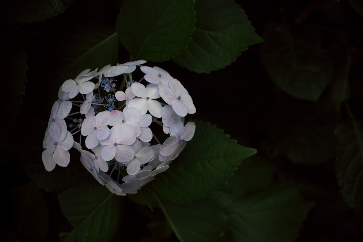 f:id:hisadoi:20120617133443j:image