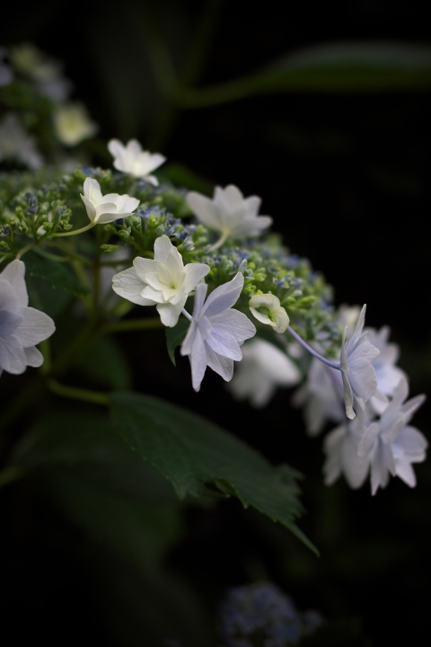 f:id:hisadoi:20120617140554j:image