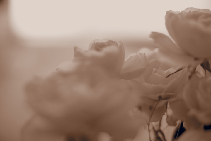 f:id:hisadoi:20120701160250j:image f:id:hisadoi:20120701160250j:image