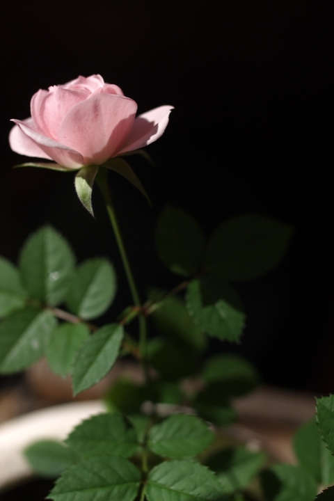 f:id:hisadoi:20121216125911j:image