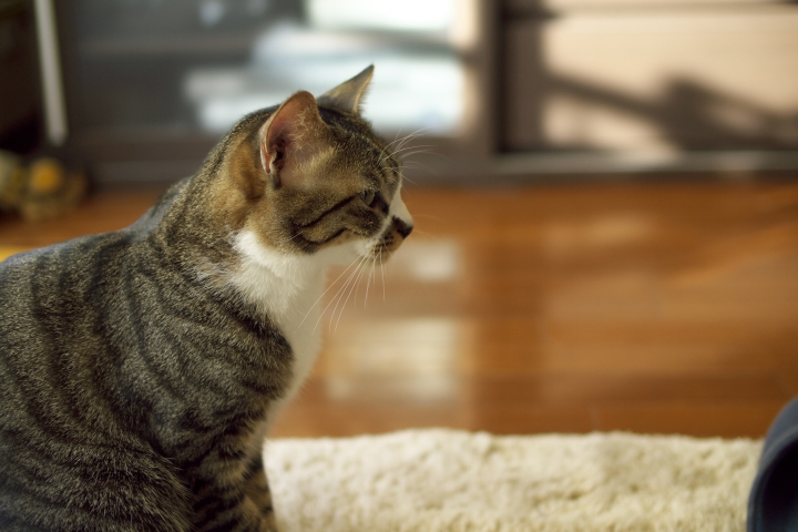 f:id:hisadoi:20121216150739j:image