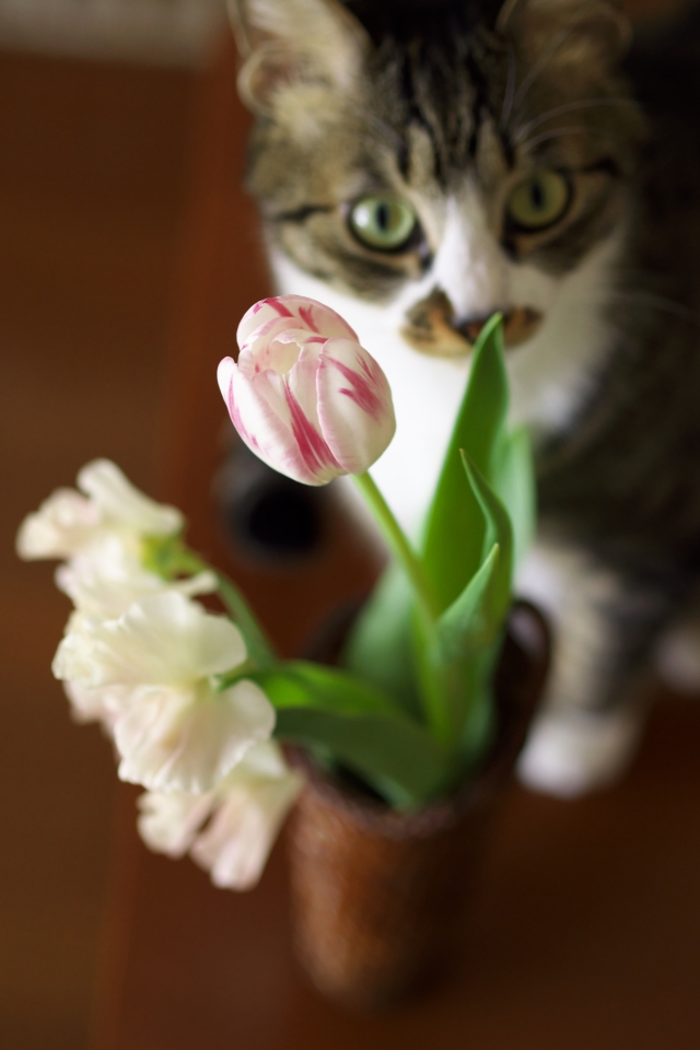 f:id:hisadoi:20140308101724j:image