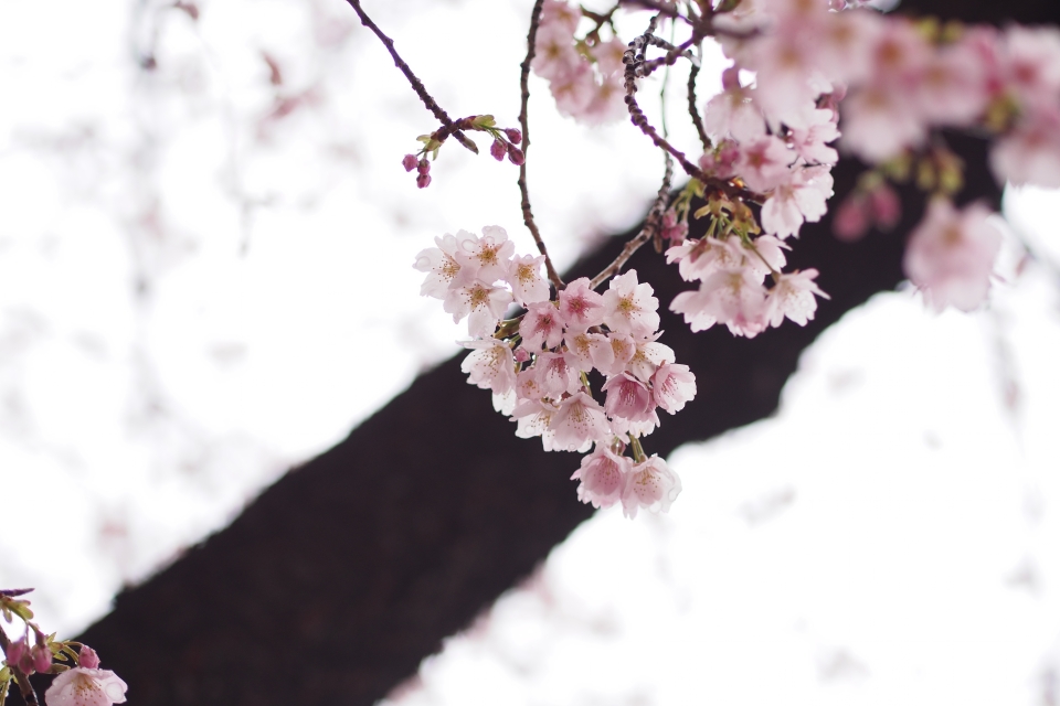 f:id:hisadoi:20140313101333j:image