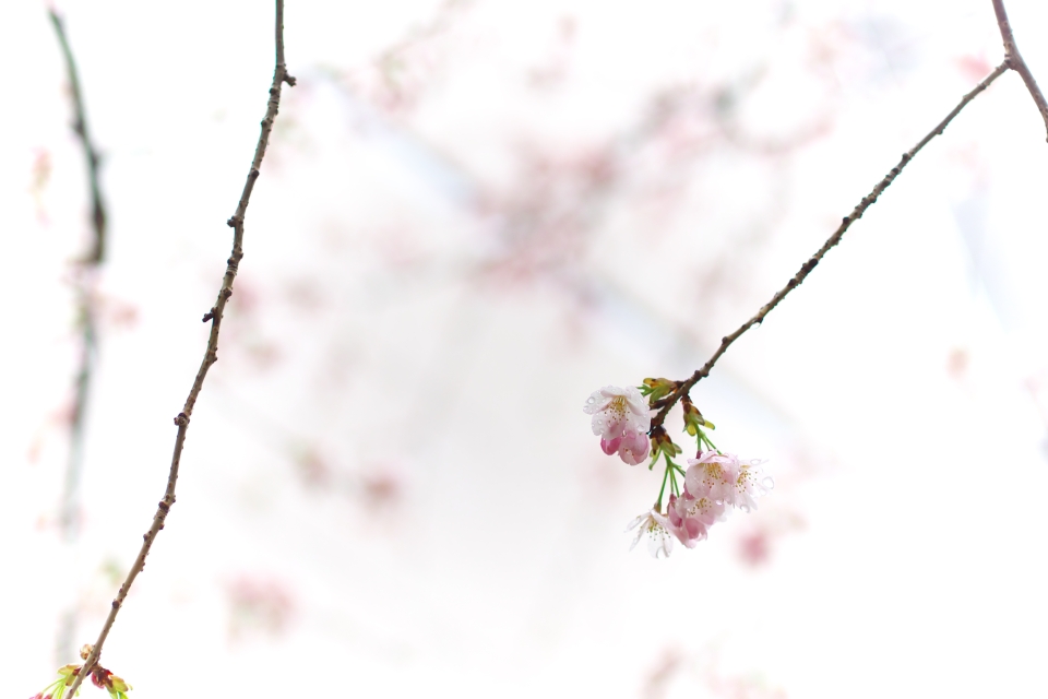 f:id:hisadoi:20140313101452j:image