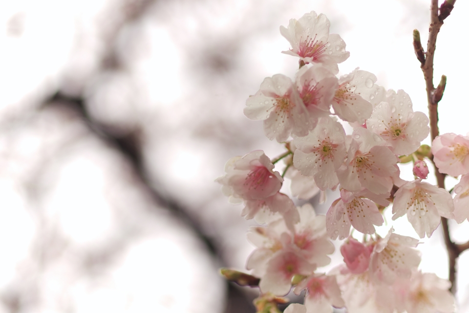 f:id:hisadoi:20140313101636j:image