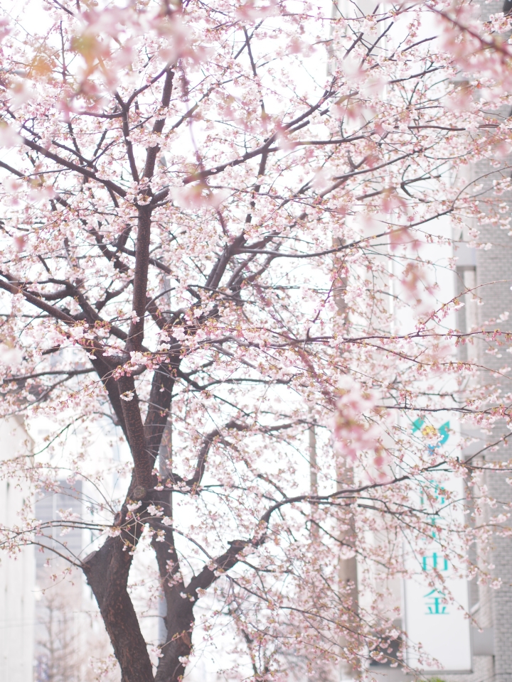 f:id:hisadoi:20140313101810j:image