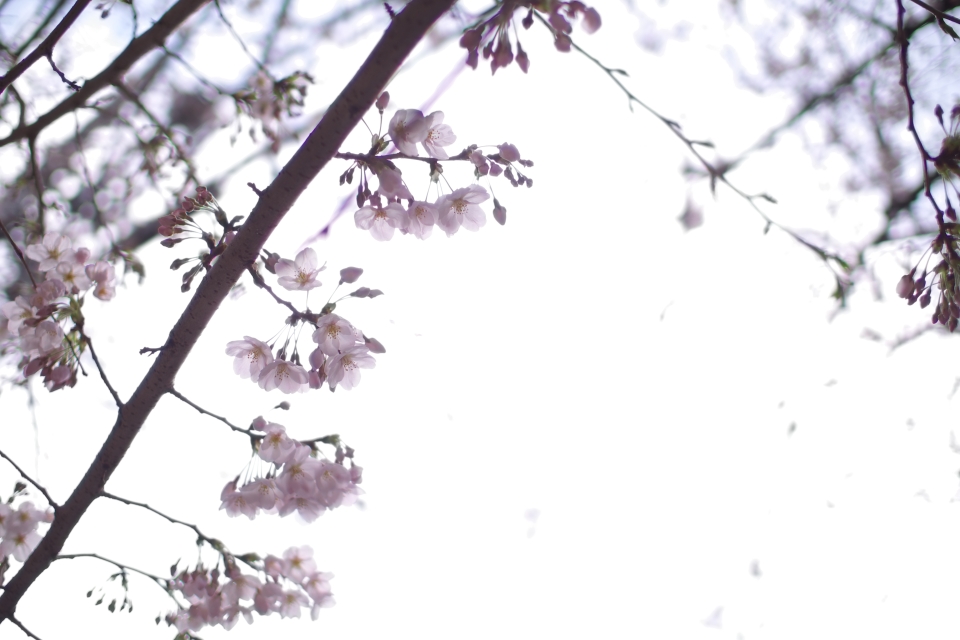 f:id:hisadoi:20140329134804j:image