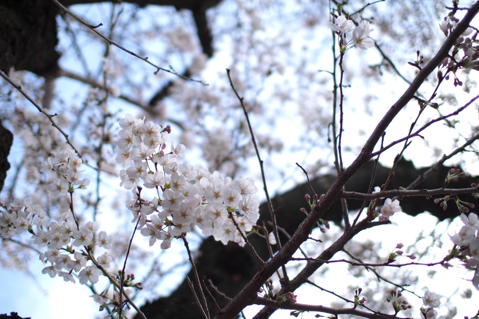 f:id:hisadoi:20140329135047j:image