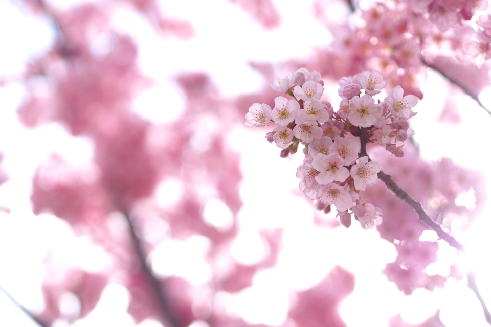 f:id:hisadoi:20140329140805j:image