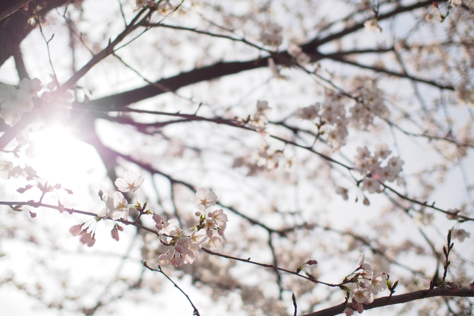 f:id:hisadoi:20140329141330j:image