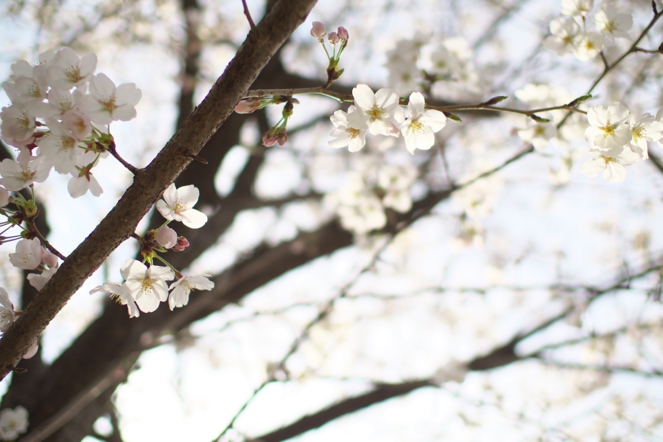 f:id:hisadoi:20140329141407j:image