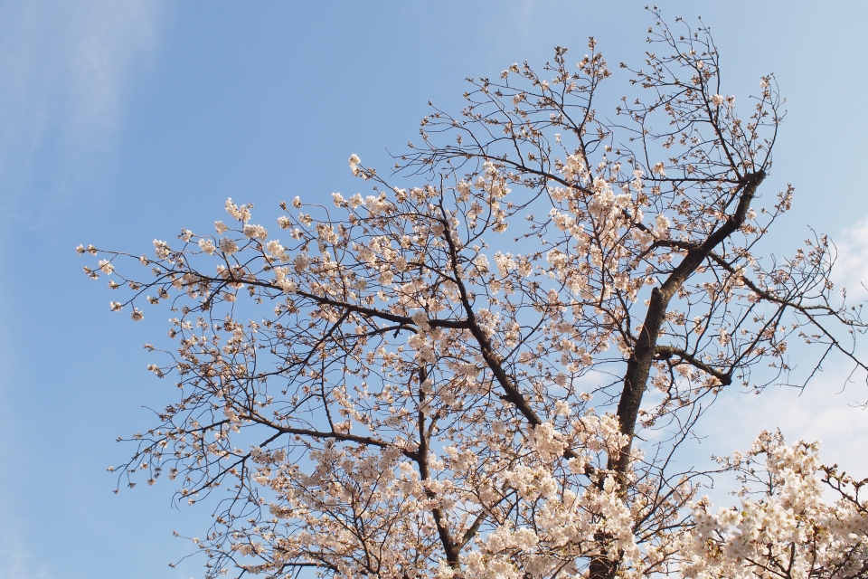 f:id:hisadoi:20140329150953j:image