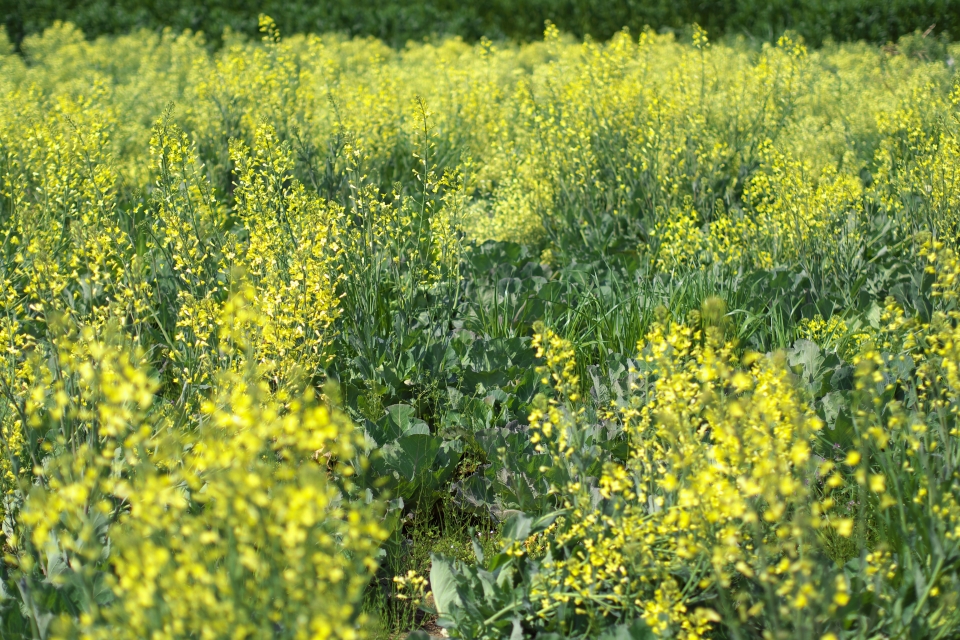 f:id:hisadoi:20140426135331j:image