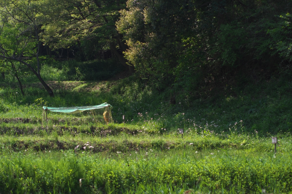 f:id:hisadoi:20140426140130j:image