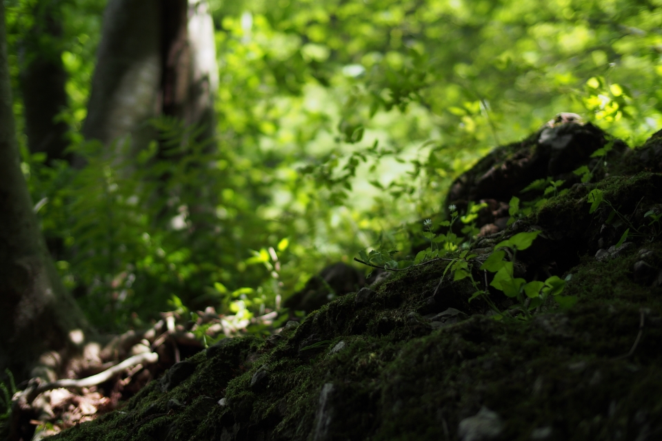 f:id:hisadoi:20140517101621j:image f:id:hisadoi:20140517101621j:image