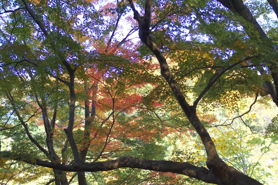 f:id:hisadoi:20141123100237j:image