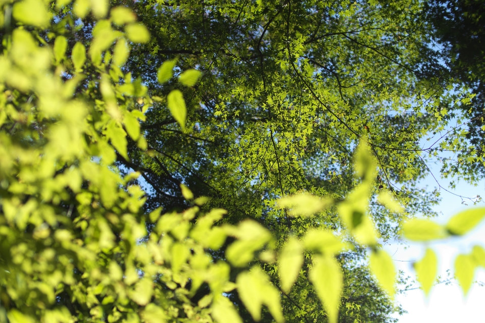 f:id:hisadoi:20141123100329j:image