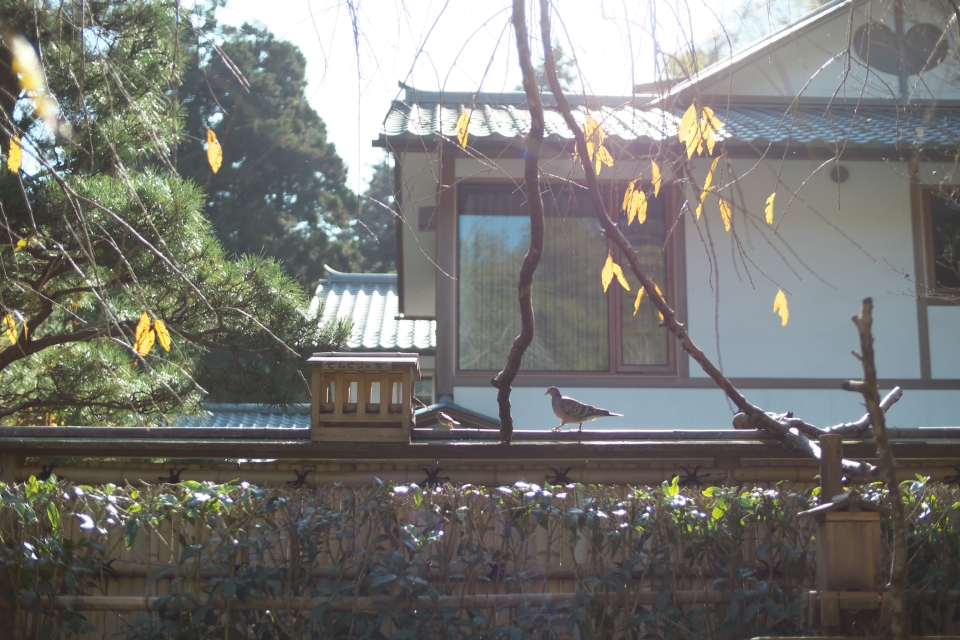 f:id:hisadoi:20141123100638j:image