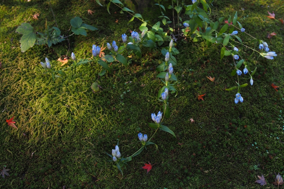 f:id:hisadoi:20141123102628j:image