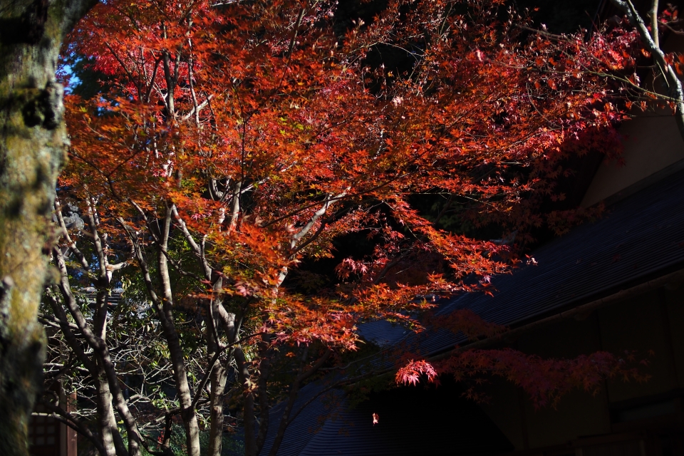 f:id:hisadoi:20141123102839j:image