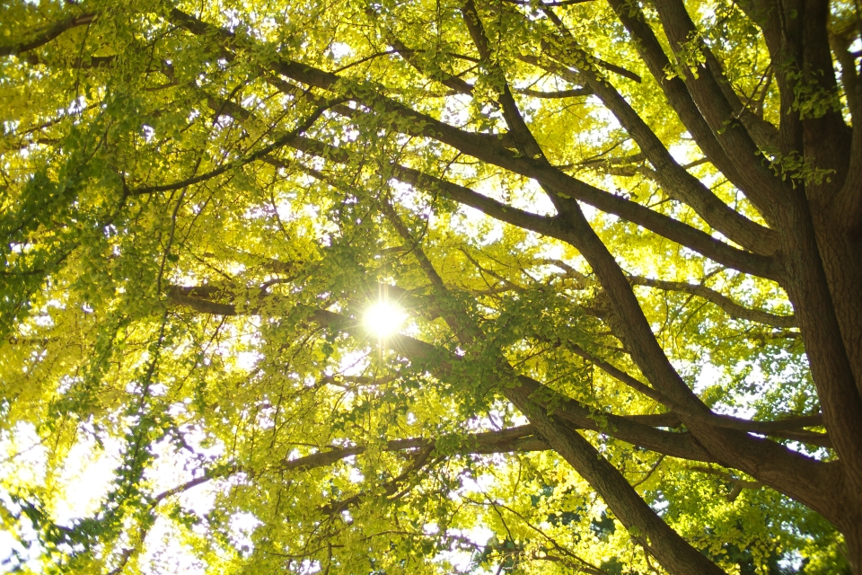 f:id:hisadoi:20141123105819j:image